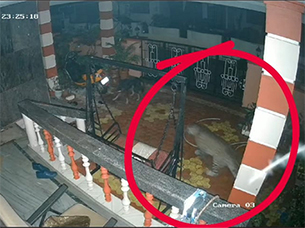 Locals panic as CCTV captures leopard in verandah of house at Perampalli